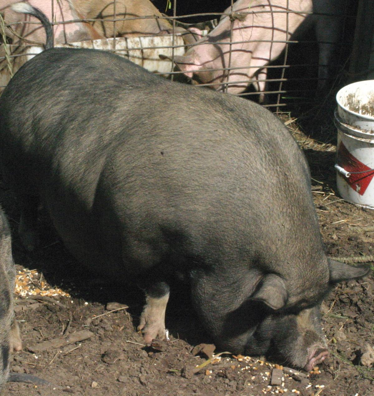 Kathy S Potbelly Pig Rescue Is Something To Squeal About News