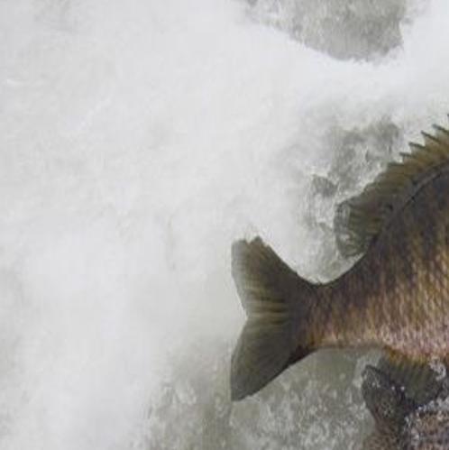 No License Required During Dnr S Free Fishing Weekend Jan 21 22