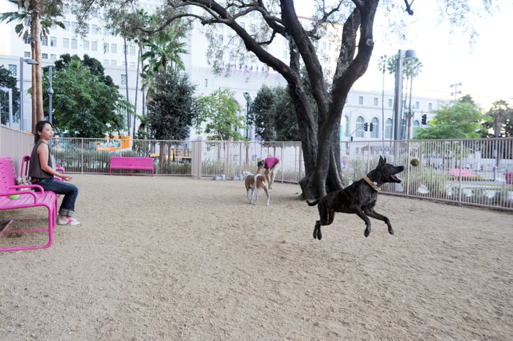 can dogs dig through decomposed granite