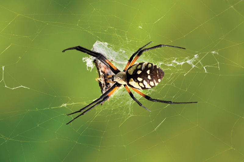 Are Spiders Considered Insects? Learn About Spiders at Our Pavilion! -  South Coast Botanic Garden Foundation