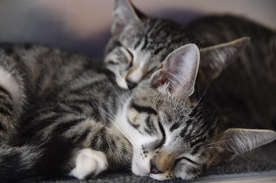 Pop Up Kitten Lounge In The Historic Core Aims To Get 300