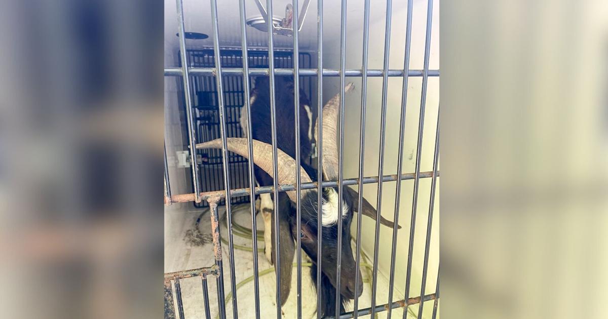 Missing Goat Animal services officials searching for missing goat’s owner | News ...