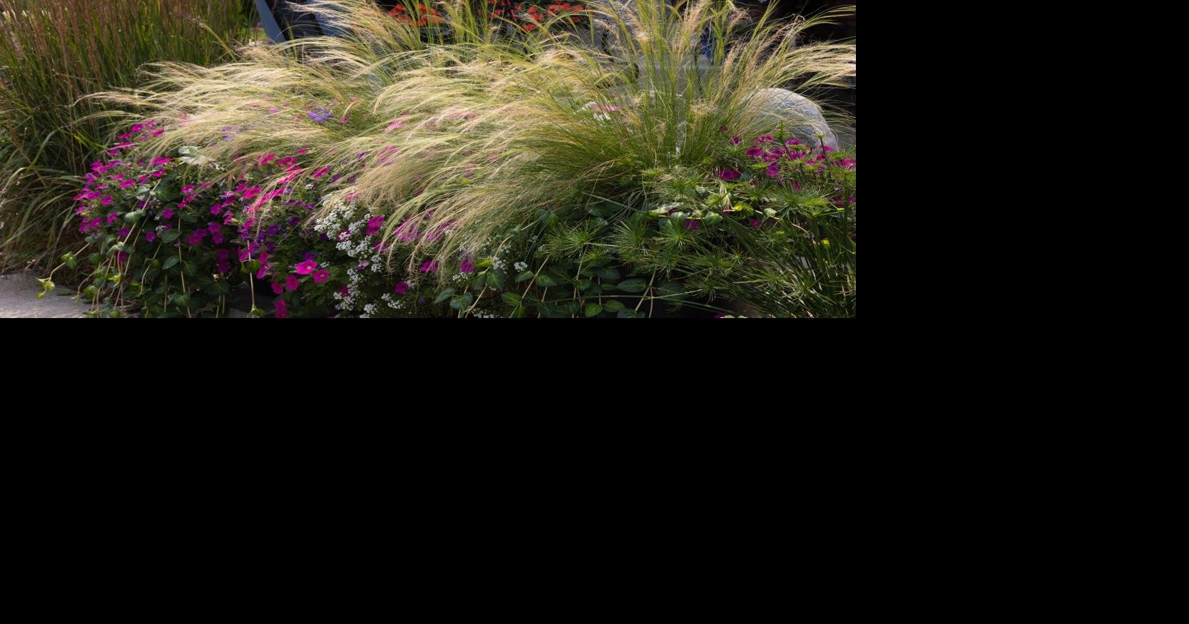 Ornamental grasses A gardener’s friend Style