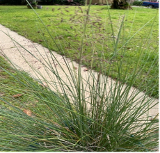 30 Pink Muhly Grass Seeds Perennial Muhlenbergia Capillaris -  Portugal