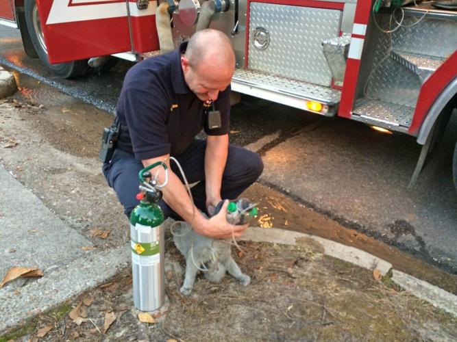 Firefighters rescue several pets from midtown house fire | News ...