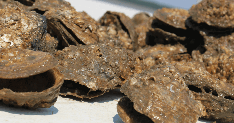 ADPH announces closure of potentially-contaminated shellfish growing ...