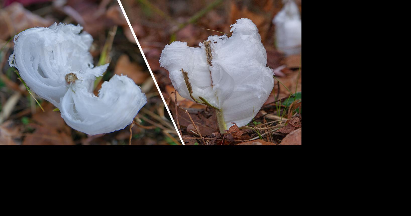 Give me my ice flowers | Weather Things | lagniappemobile.com