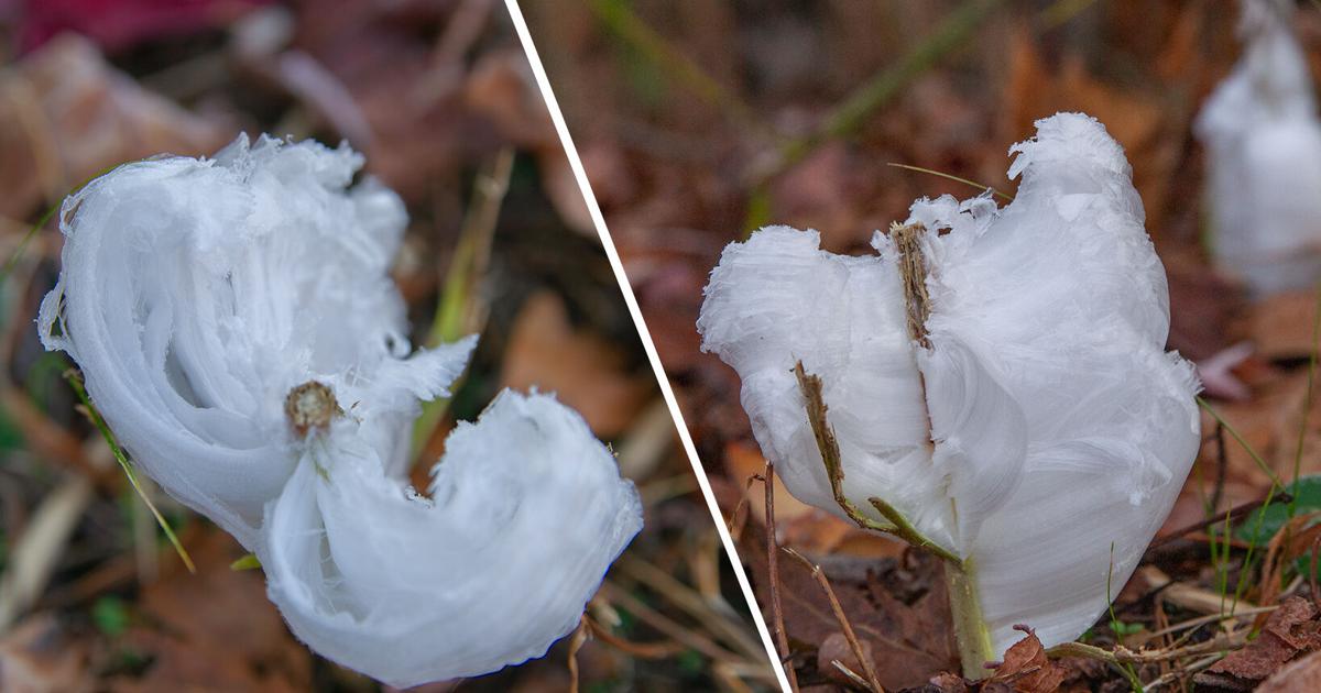 Ice Flower Issue Give me my ice flowers | Weather Things | lagniappemobile.com