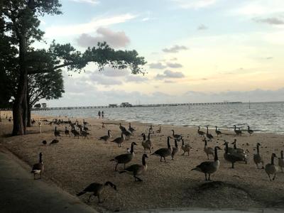 Canada Geese Fairhope