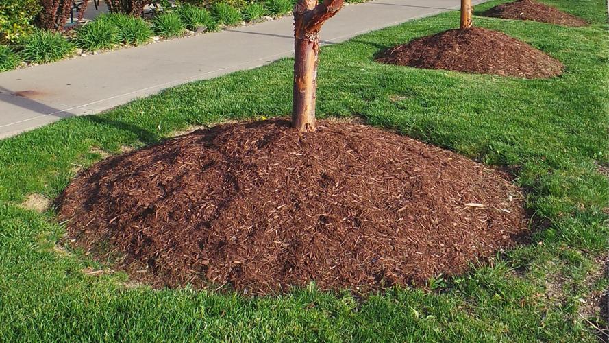 Mulch volcanoes (or how to kill your trees) Style