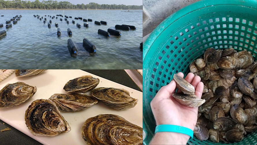 18.9M Bayou La Batre sewer project expected to stabilize Alabama