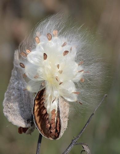 Milkweed-in-seed Unknown author CC BY-SA 3.0 Wikimedia.jpg