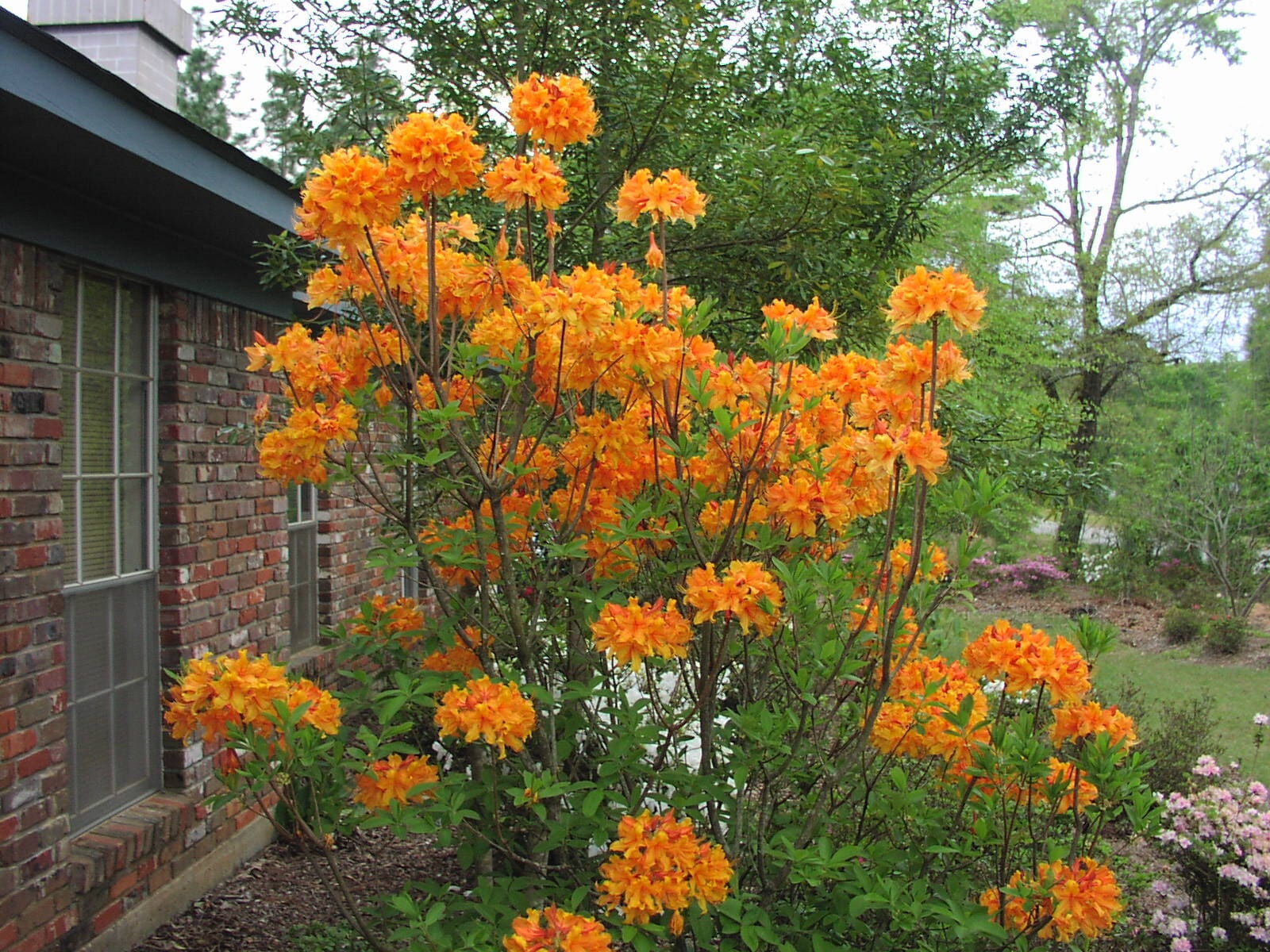 Gardening: Alabama's Native Azalea Treasure | Style