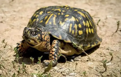 Box Turtle