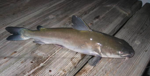 catfish