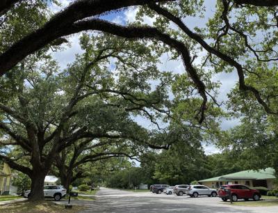 Foley Trees Foley implementing new tree regulations | News | lagniappemobile.com
