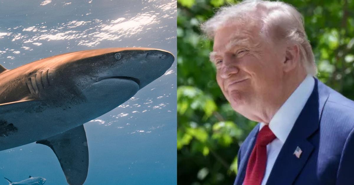 Trump to authorize ‘shark alert'