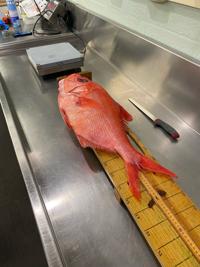 11 saltwater fish records broken between Oct. 2021 to Oct. 2022: Alabama  Gulf Seafood