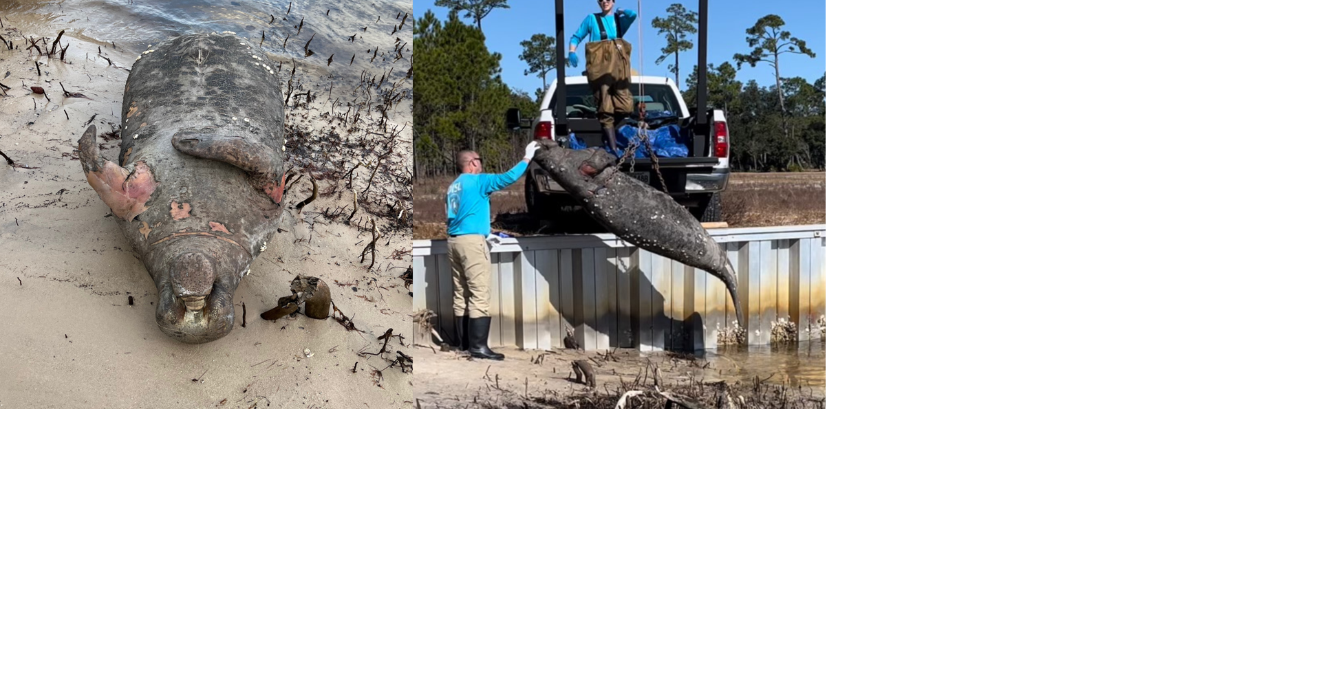 Elliott commits to funding for Sea Lab after manatee washes up on beach ...