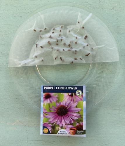 Moisten seeds in a coffee filter Large.jpeg