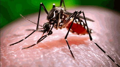 Spanish Fort fighting deadly mosquito virus | Mobile & Baldwin ...