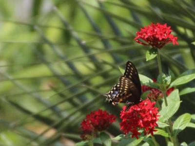 Butterfly Gardens - Alabama Cooperative Extension System