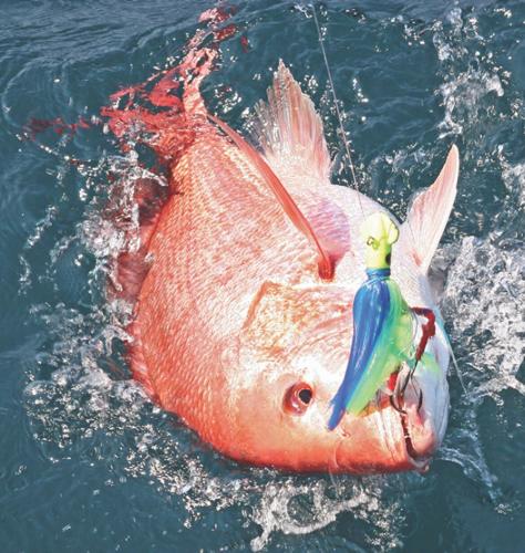Environmentalists sue over extended snapper season | Local ...