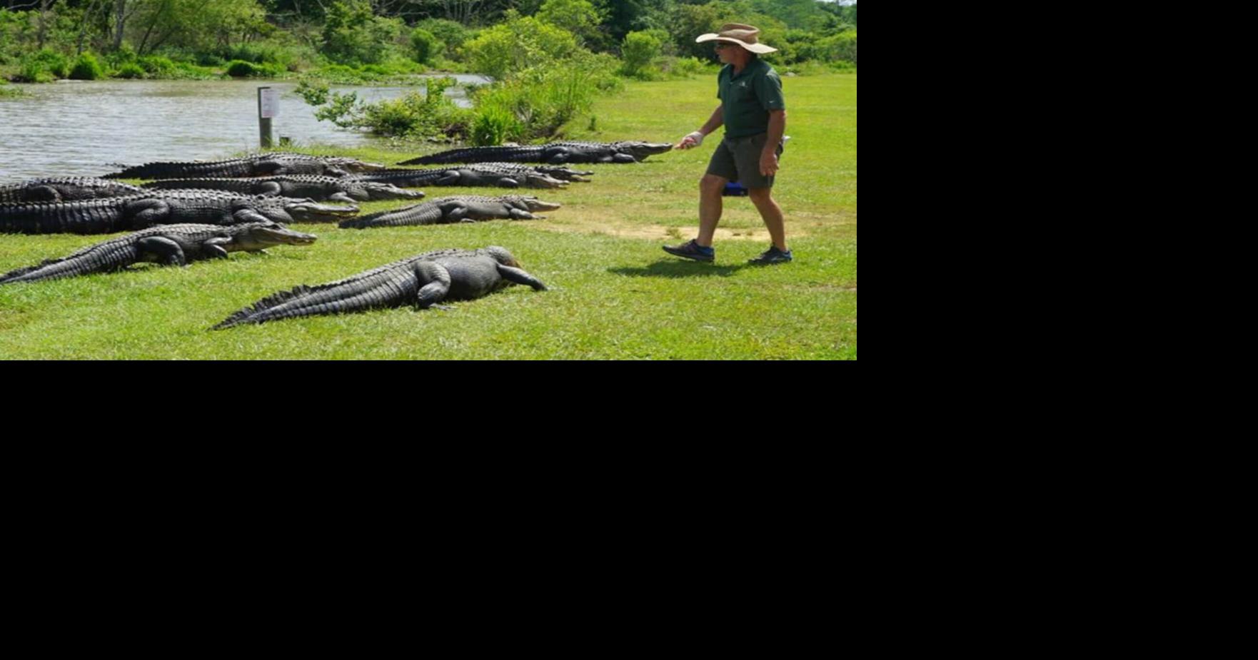 Summerdale police investigating alligator shooting News