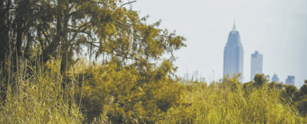 Screen Shot 2019-07-10 at 11.53.14 AM