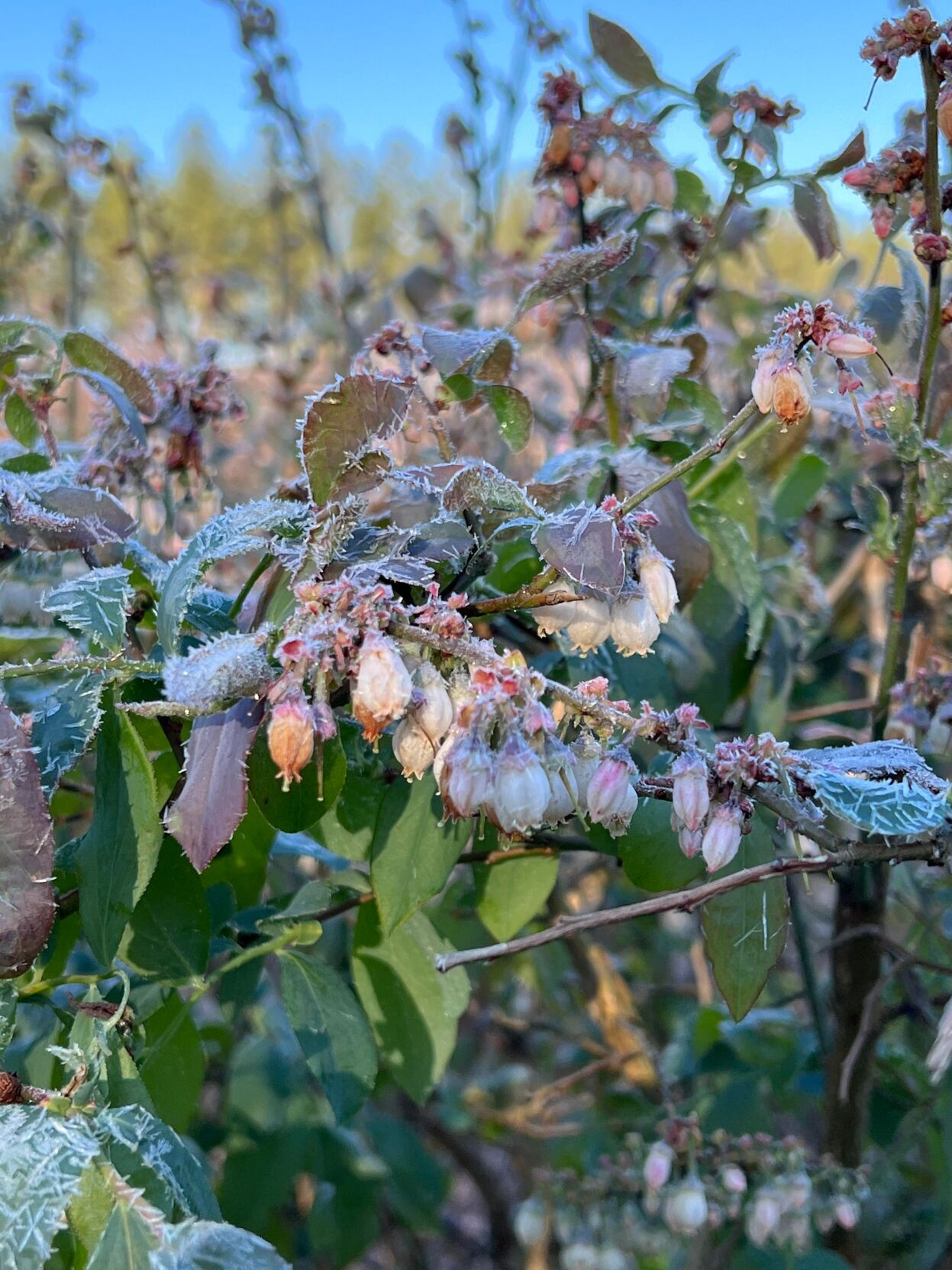 March 2023 freeze damage on local commercial blueberry crop .jpeg