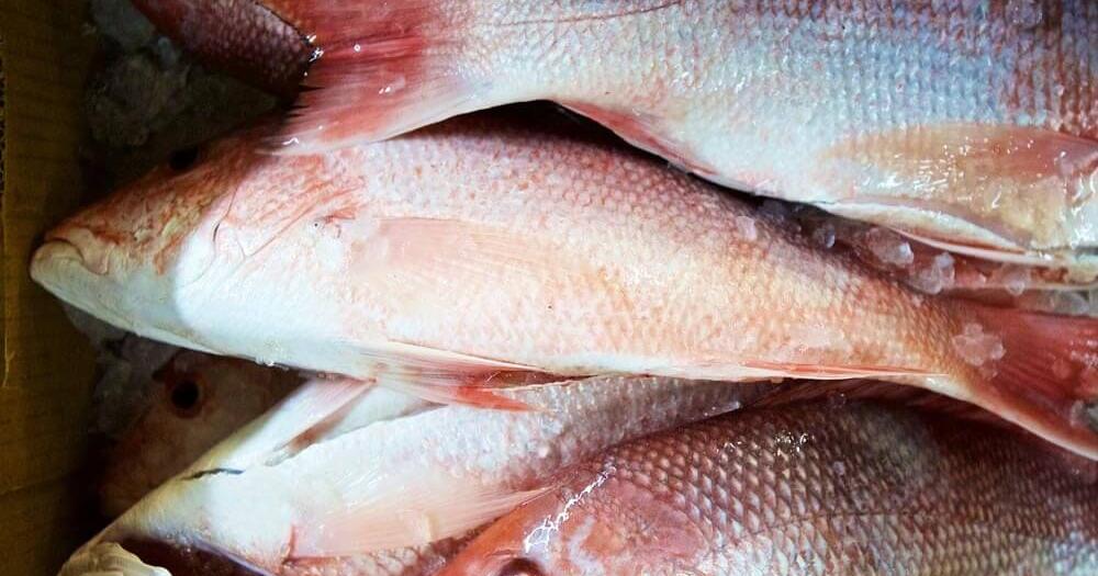 Feds approve extended snapper season | Local | lagniappemobile.com
