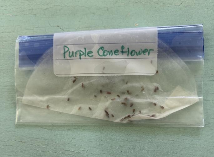 Place wet coffee filter in a plastic bag and refrigerate Large.jpeg