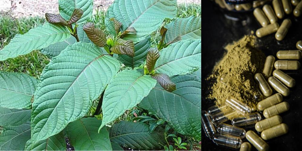 Banned in Alabama, kratom leading to local arrests, stiff criminal