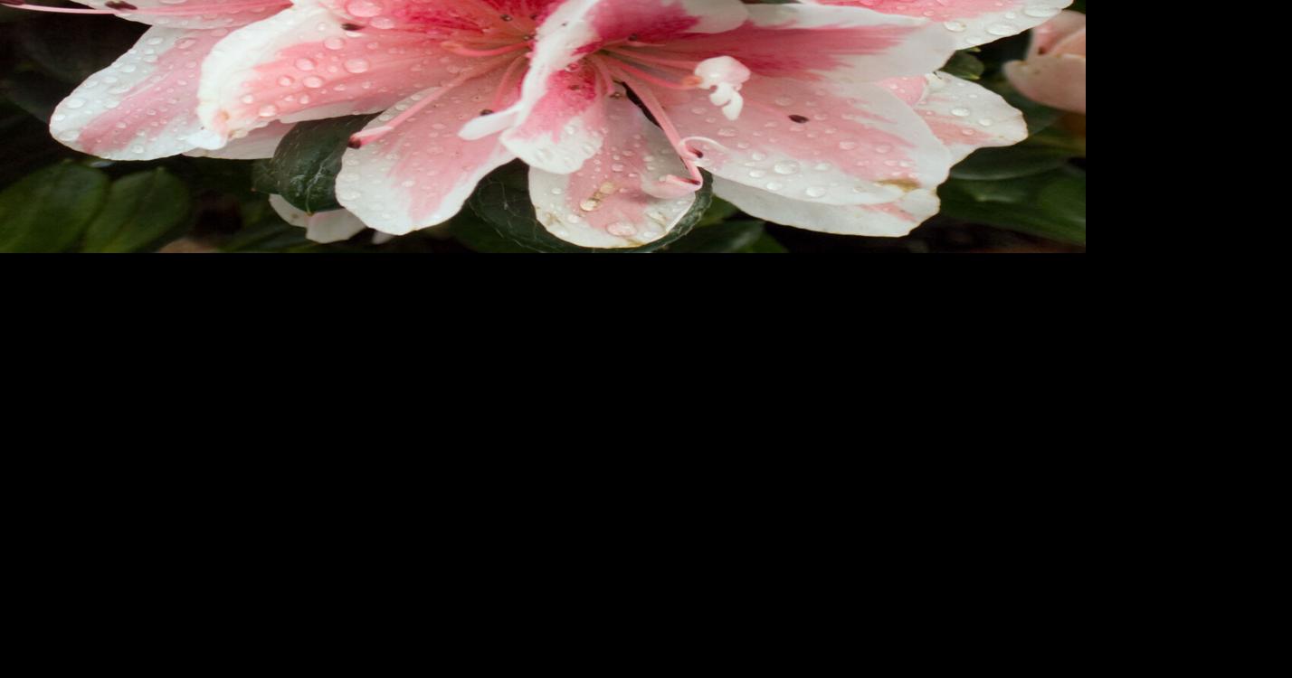 Festival of Flowers canceled amid coronavirus concerns Local News