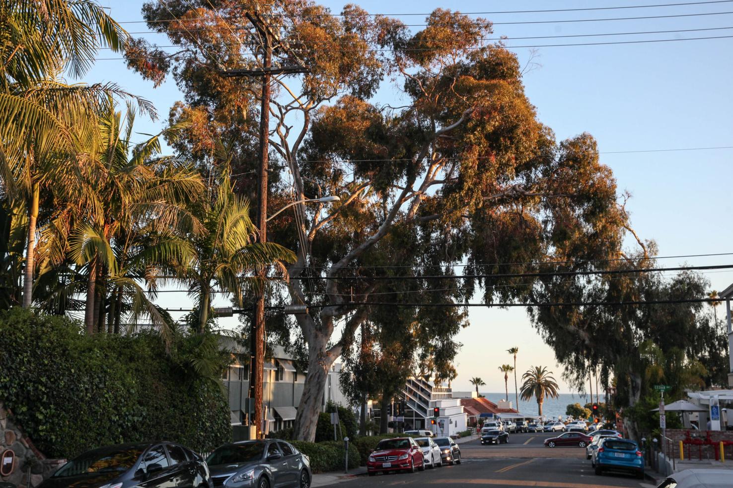 OC Grand Jury Laguna Needs More Trees News