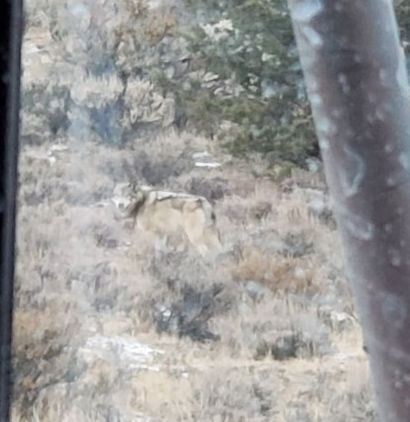 California wolf spotted in County