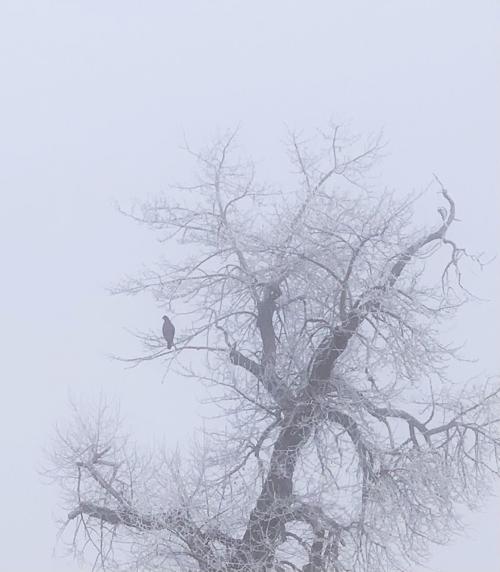 Frozen fog
