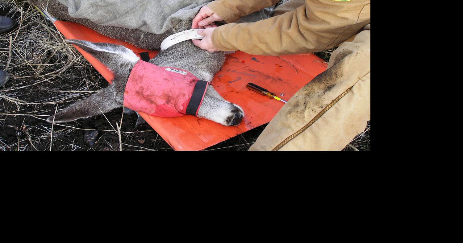 ODFW to host mule deer webinar Hunting