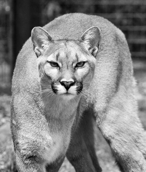 09-25 Cougar sightings