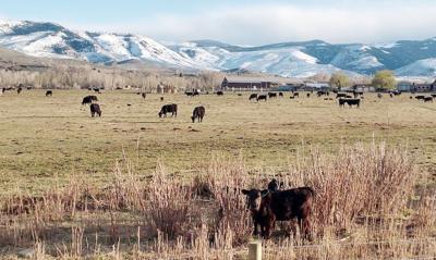 Cattle Wind River Range Lander