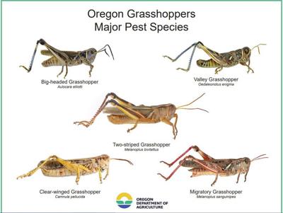 Grasshoppers increase as funding remains stagnant | lakecountyexam.com