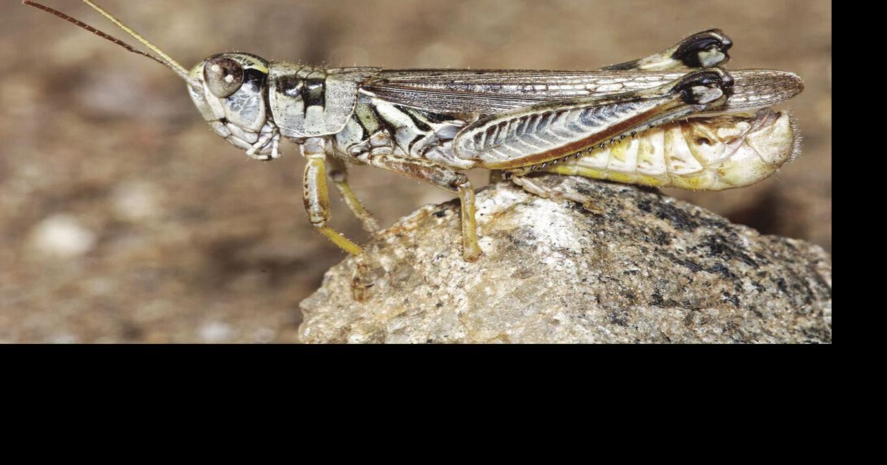 Assistance offered to combat infestation Entomology
