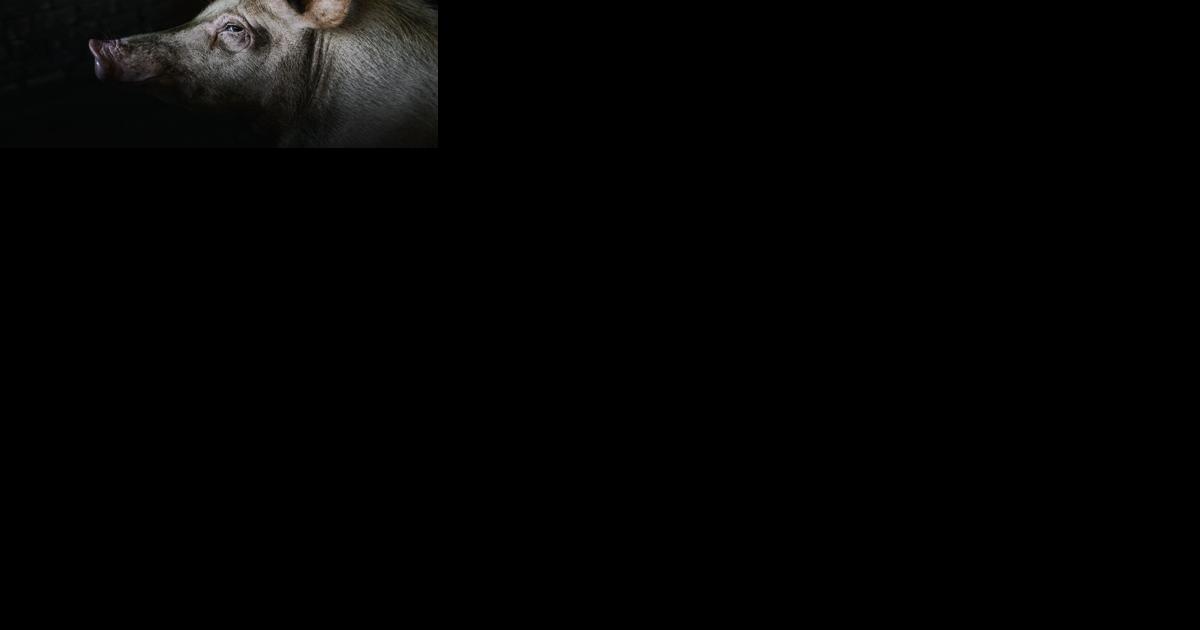 Woman Mauled By Pig In Lake Of The Ozarks Area, Flown To Treatment - Vimarsana News