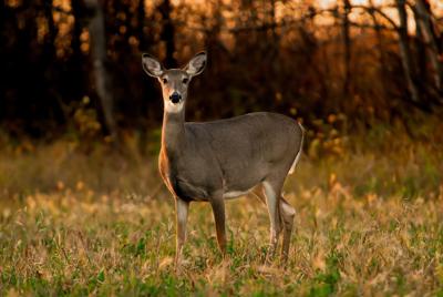 White Tail Doe In Autumn (deer)