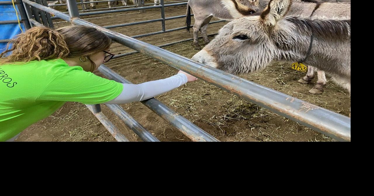 145 Wild Horses & Burros Just Found New Homes in Missouri — Here’s Why It Matters