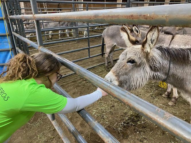 Student with wild burro