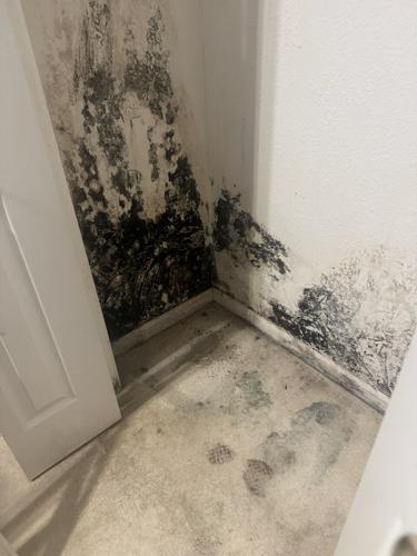 Hidden Mold