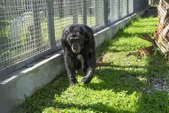 Tonka at the Sanctuary