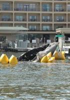 Baja explodes at Toad Cove Marina, man flown to hospital 