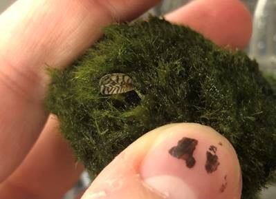 Moss Ball With Zebra Mussel In It
